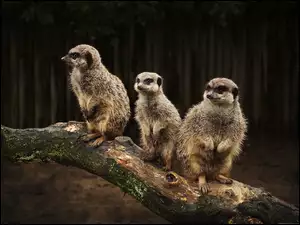 Konar, Trzy, Surykatki