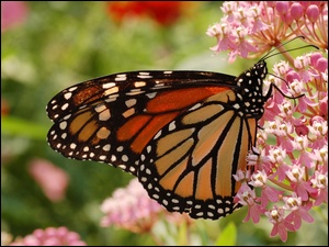 Kwiatki, Monarcha, Motyl, Różowe