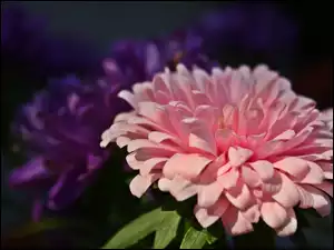Kwiat, Różowy, Aster