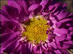 Fioletowy, Zbliżenie, Aster, Kwiat