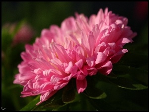 Kwiat, Różowy, Aster