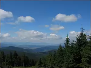 Chmury, Świerki, Góry, Lasy, Niebo