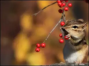 Jarzębiny, Chipmunk, Ziemna, Wiewiórka, Drzewo