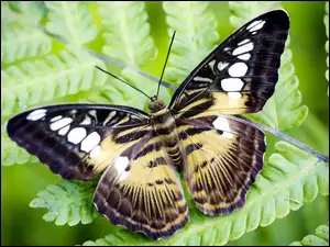 Paproć, Piękny, Motyl