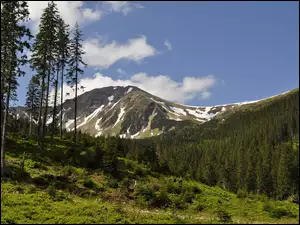 Łąka, Góry, Lasy