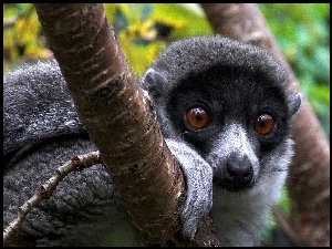 Lemur, Drzewo