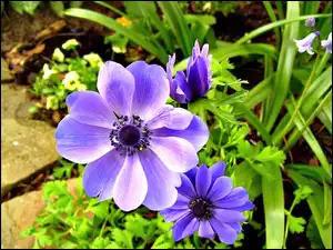 Niebieskie, Anemony
