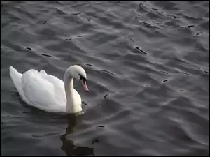 Łabędź, Woda