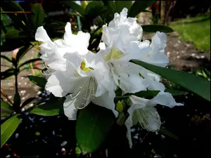 Rododendron, Przyroda, Kwiat