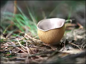 Trawa, Grzyb, Blaszki