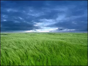 Chmury, Zboże, Pole