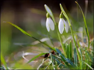 Przebiśniegi, Wiosna