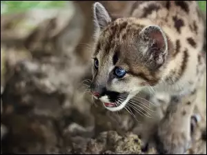 Mała, Oczy, Puma, Niebieskie