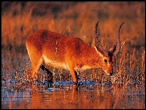 Antylopa, Bagno, Zachód, Słońca