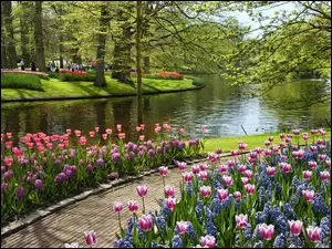 Ścieżka, Park, Drzewa, Rzeka, Tulipany