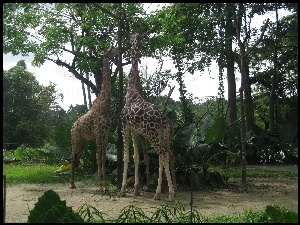 Ogród, Żyrafy, Zoologiczny, Dwie