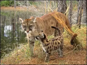 Puma, Trawa, Małe, Woda