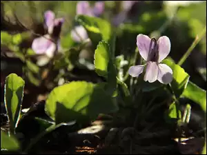 Kwiat, Bladoliliowy, Fiołek Wonny
