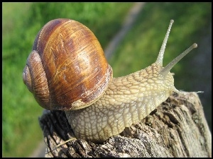 Ślimak
