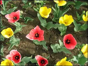 Pole, Kolorowe, Tulipany