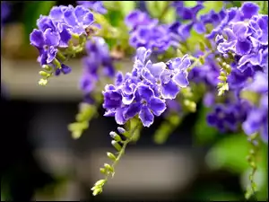Duranta, Fioletowe, Kwiaty