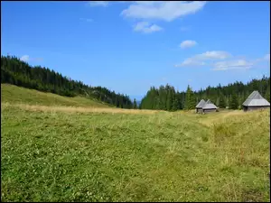 Bacówka, Łąka, Zakopane
