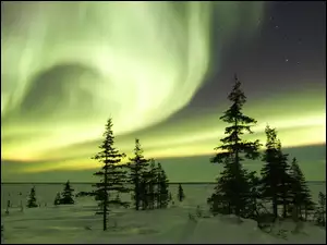 Las, Zorza, Polarna