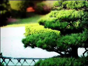 Bonsai, Park, Drzewko