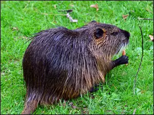 Bóbr, Łąka