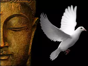 Budda, Biały, Gołąb