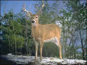 Las, Jeleń, Śnieg, Poroże, Drzewa