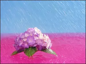 Kwiat
