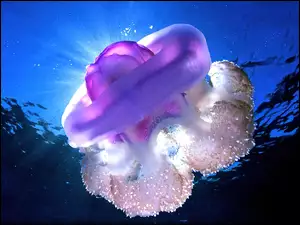 Ocean, Meduza