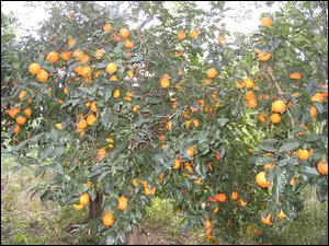 Pomarańcze, Drzewo