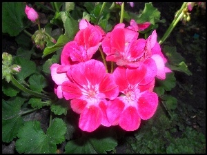 Różowa, Pelargonia