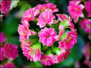 Kalanchoe, Kwiat, Różowy