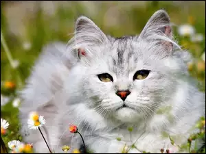 Stokrotki, Łąka, Kot Maine coon