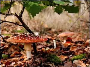 Jesień, Muchomor, Ściółka