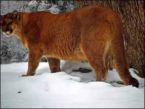 Zima, Puma, Śnieg