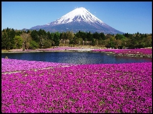 Wulkan, Japonia, Dywan, Kwiatowy