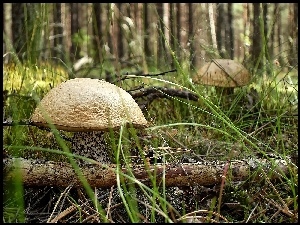 Jadalne, Kociewie, Grzyby, Las, Brzozaki