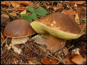 Liście, Grzyby, Prawdziwki