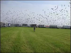 Gołębie, Pocztowe