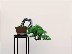 Bonsai, Stolik, Drzewko