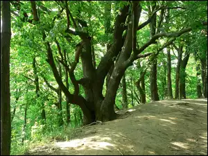 Drzewa, Wiosna, Las
