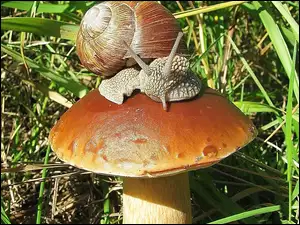 Ślimak, Dorodny, Grzyb