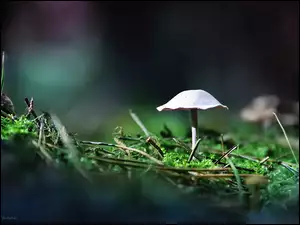 Biały, Nóżka, Grzybek, Kapelusz