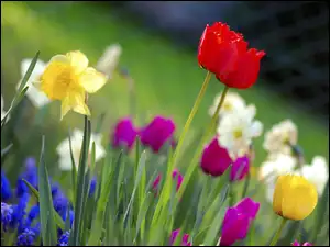 Trawa, Tulipany, Narcyze