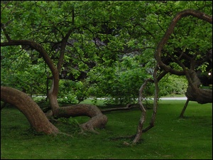 Trawa, Park, Drzewa