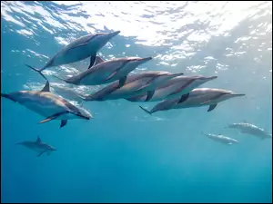 Delfiny